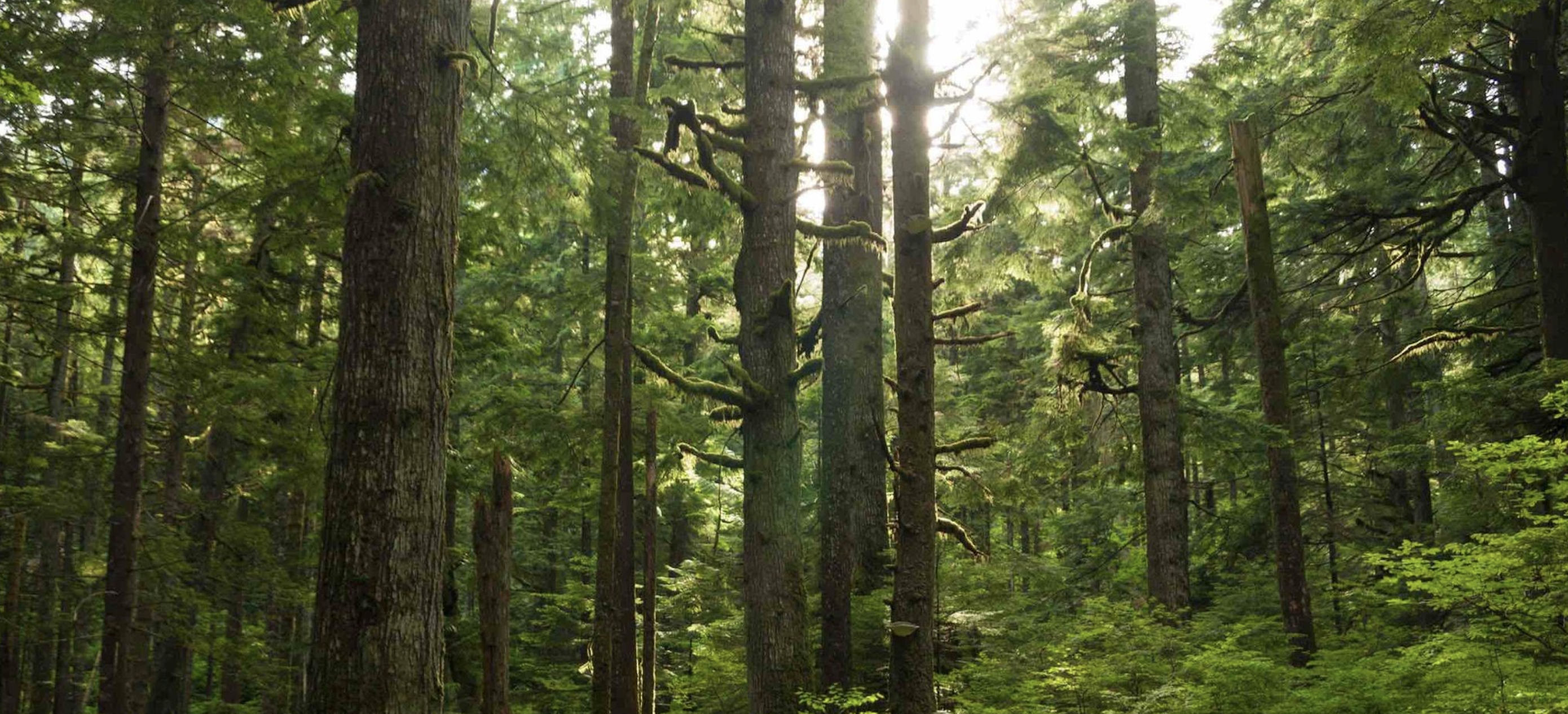 Як визначити, чи деревина, папір та інші продукти лісу є екологічно дружніми