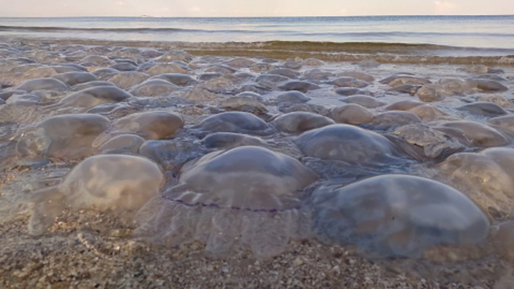 медузи азовське море