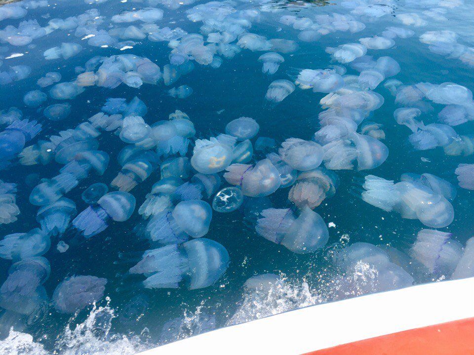 медузи азовське море