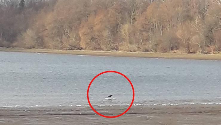 на Вінниччині знайшли мертвими близько 100 лебедів