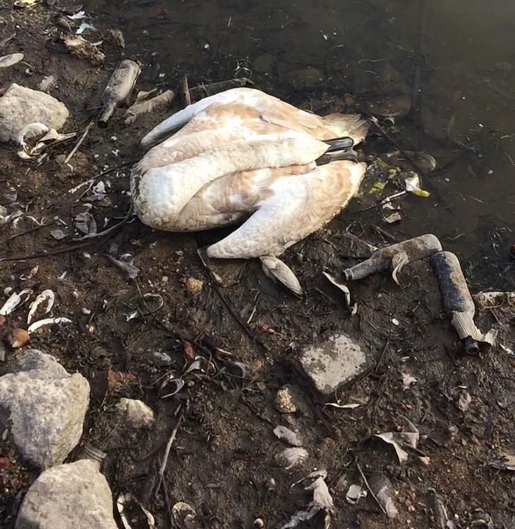 на Вінниччині знайшли мертвими близько 100 лебедів
